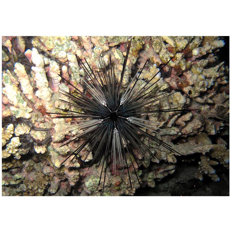 Arici de mare Diadema Davignyi (negri si albi) - imagine 4